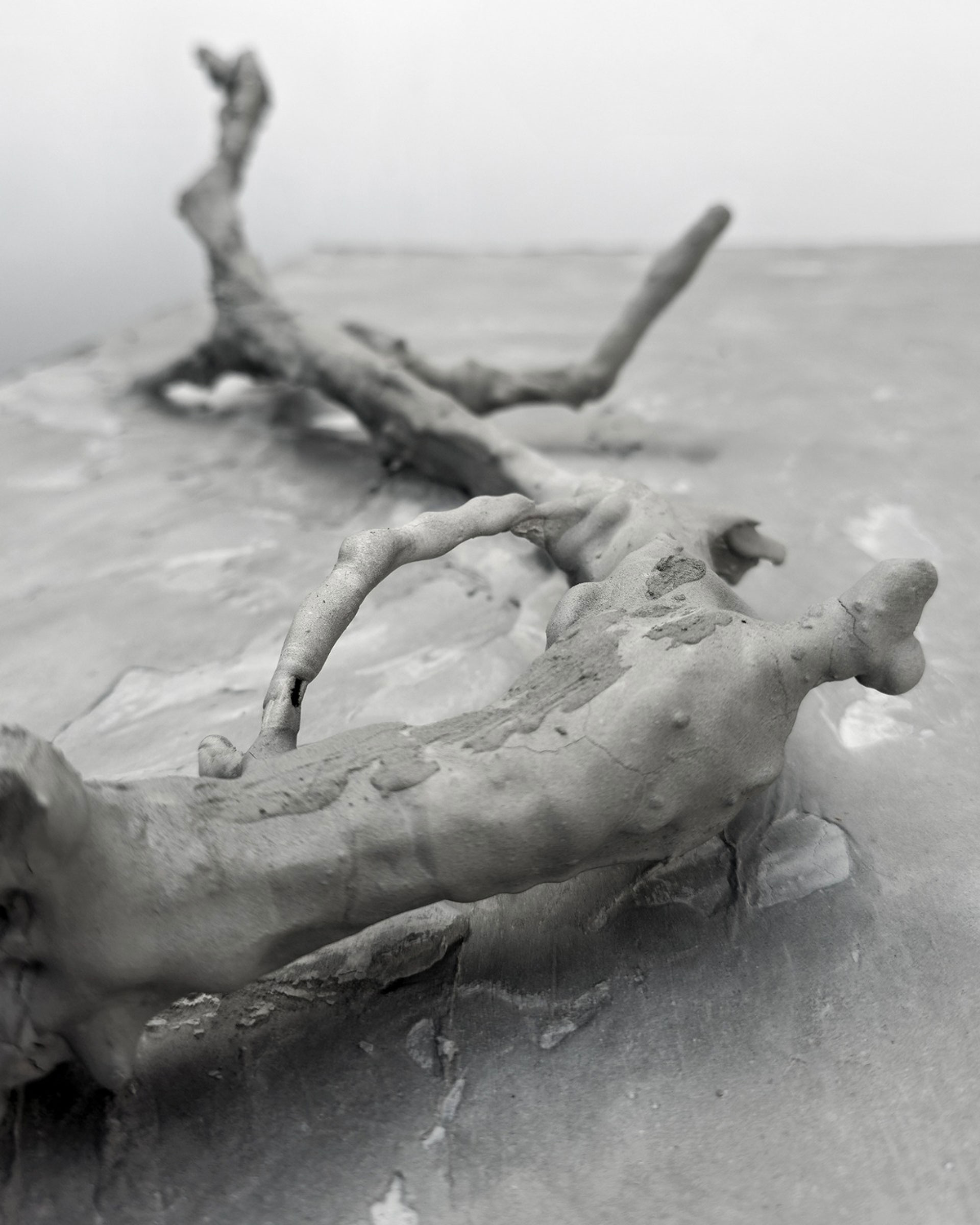 Paulo Canilhas | A arquitectura de uma flor