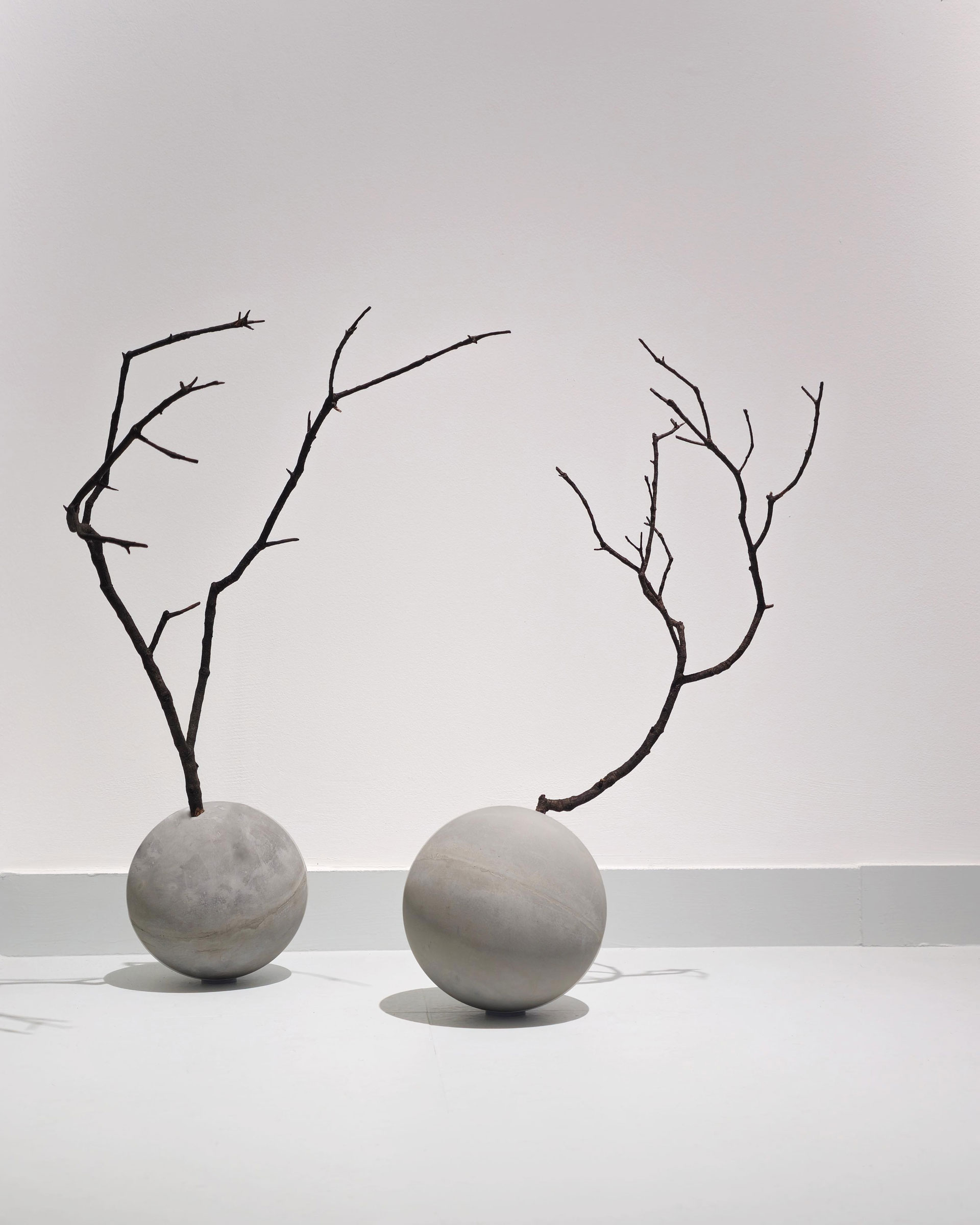 Paulo Canilhas | A Arquitectura de uma Flor